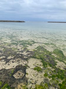 マングローブ探検　石垣島　西表島　由布島の自然の画像