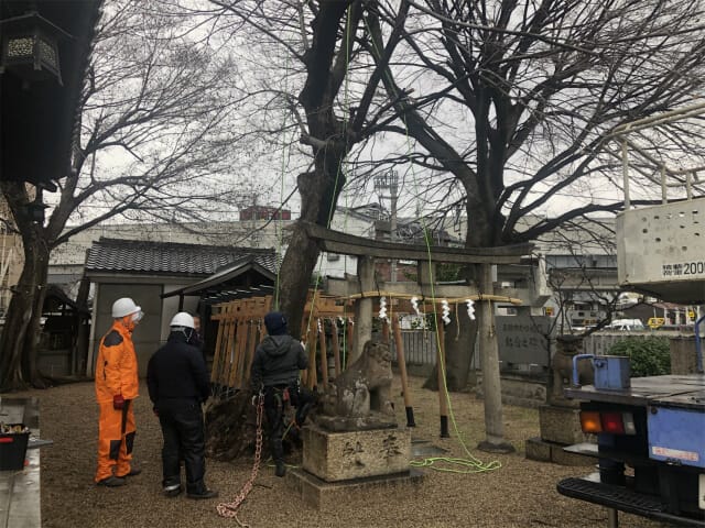 大阪市平野区　S神社　伐採工　　強剪定の画像