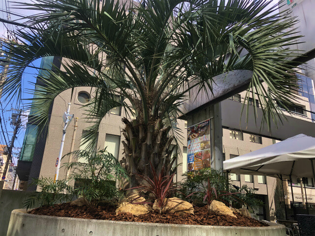 大阪市中央区　ホテル植栽工事　南国風　植栽