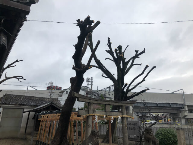 大阪市平野区　神社　強剪定　伐採工施工後